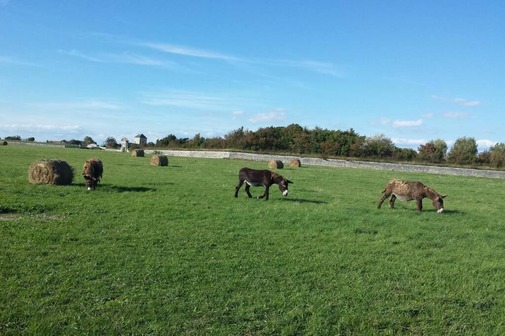 Appartamento Beau T3 *** pour 2 à 4 pers avec patio privatif La Couarde-sur-Mer Esterno foto