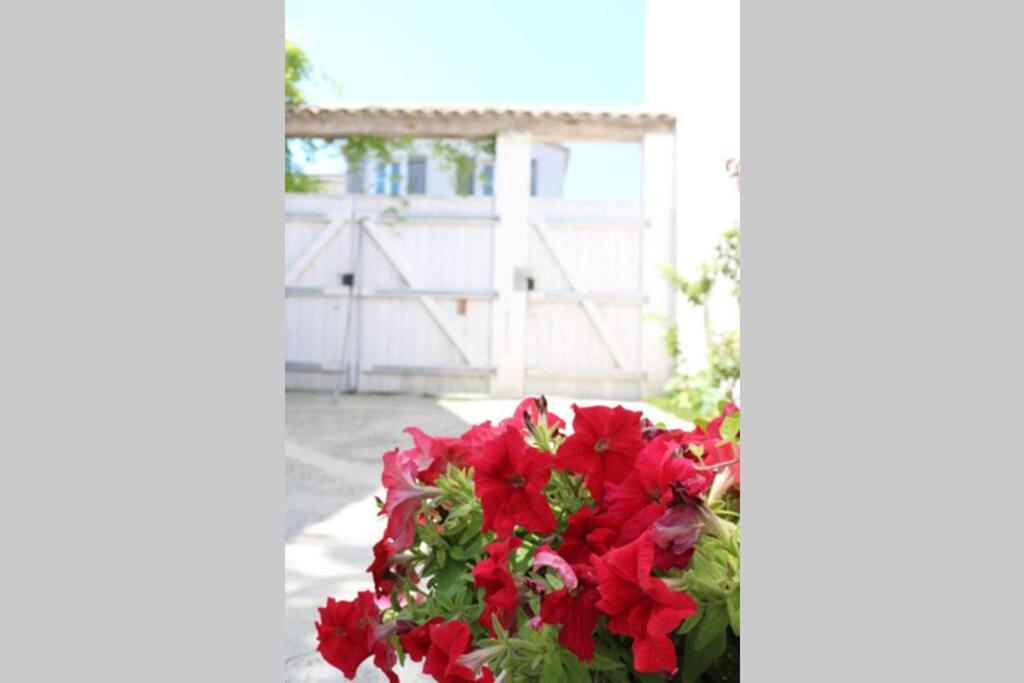 Appartamento Beau T3 *** pour 2 à 4 pers avec patio privatif La Couarde-sur-Mer Esterno foto